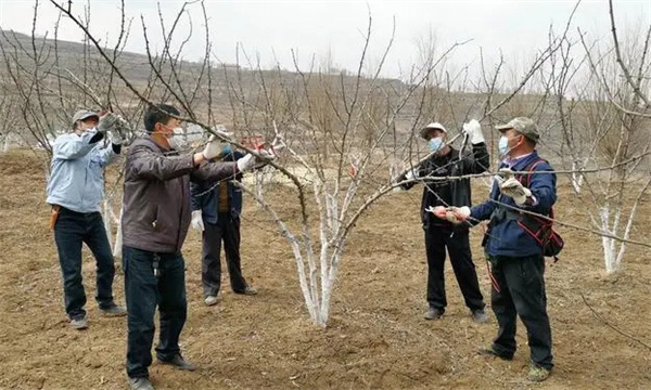 花椒樹(shù)冬季修剪技術(shù)