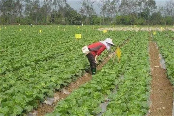 農業(yè)防治的主要措施有哪些