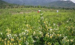 金銀花的產地有哪些？金銀花的功效與主治作用