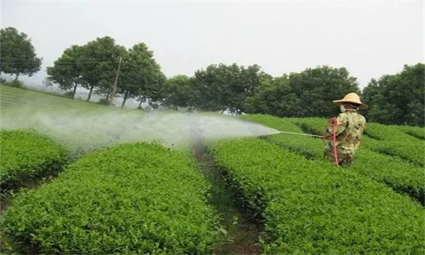 茶樹(shù)病蟲(chóng)害綠色防控