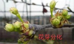 梨樹開花結(jié)果有什么特點(diǎn)？