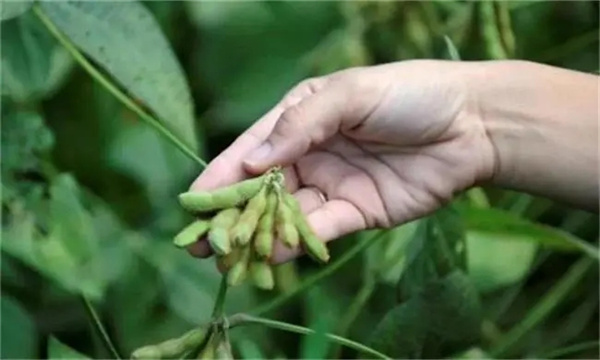 實現(xiàn)大豆增花保莢的技術(shù)措施