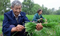 薹韭與韭菜有何區(qū)別 如何使薹韭早抽薹多抽薹？