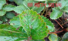 怎樣防治草莓葉斑?。ㄉ哐鄄。?？