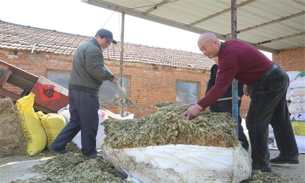 如何合理使用青貯飼料養(yǎng)牛