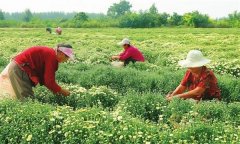 菊花的采收時間、采收方法與加工與貯藏問題