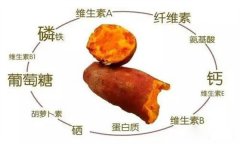 紅薯的營養(yǎng)特點(diǎn) 紅薯的輔助功能知多少？