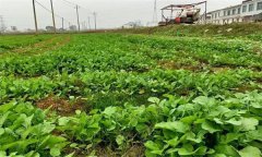 油菜日光溫室早春、秋延遲栽培技術(shù)要點有哪些