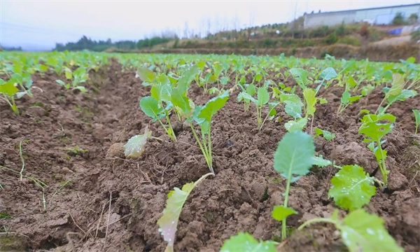 油菜移栽后為什么會爛根死苗